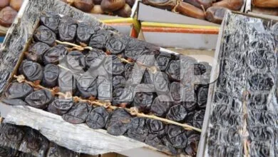 Les dattes Bousthammi sont riches en nutriments et en fibres / Crédit: MAP